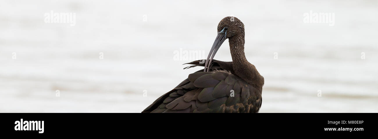 Glossy Ibis panorama cleaning feathers with beak at laguna of the l'Alfacada, under supervision of Monnatura Delta at Parc natural del delta de l'Ebre Stock Photo