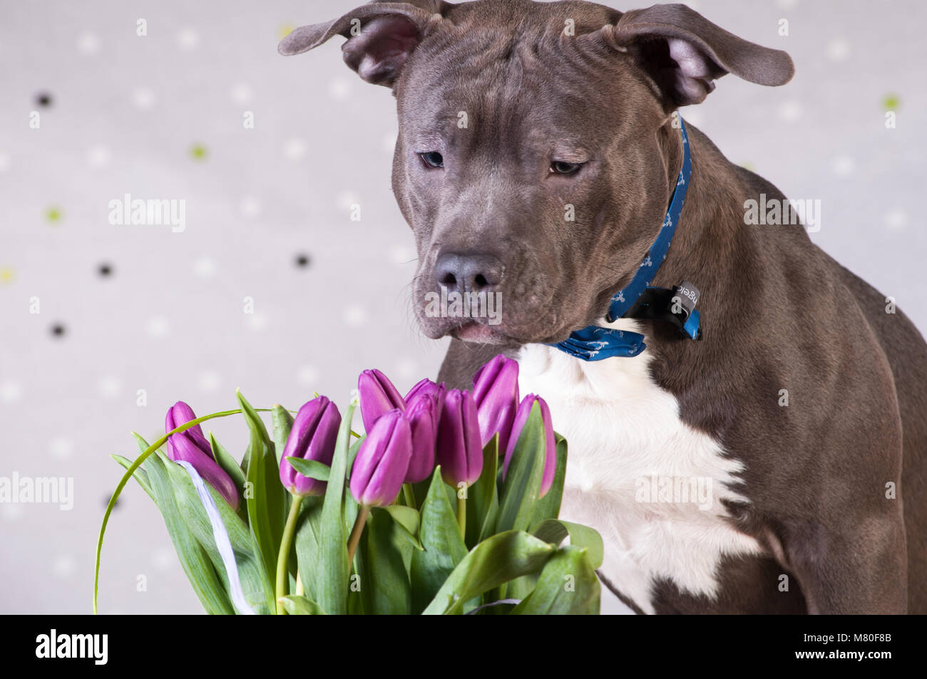 Staffordshire terrier potrait at studio sniffing purple tulips spring flowers bouquet Stock Photo