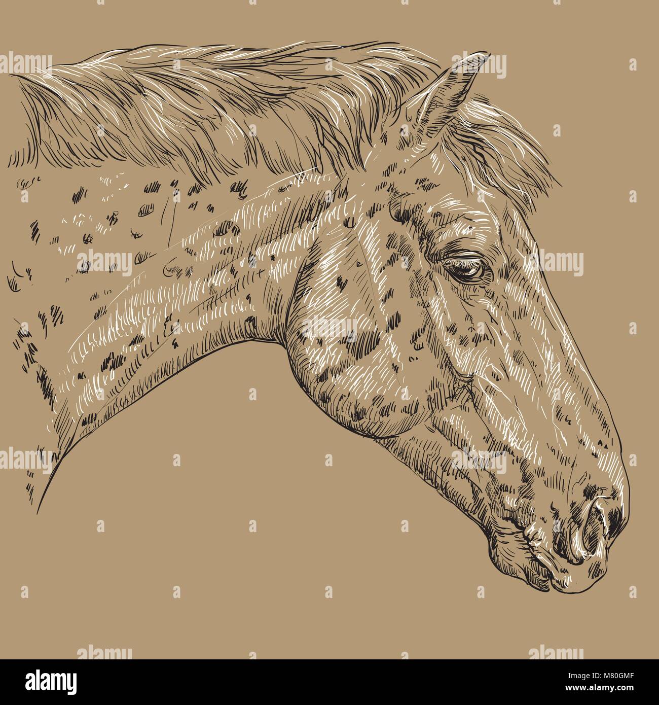 Black and white spotted horse Stock Vector Images Alamy