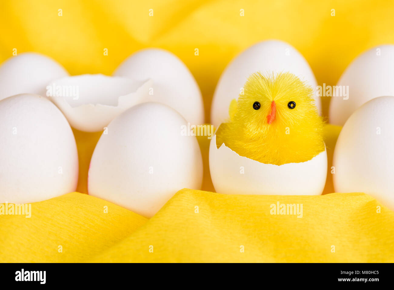 A cute little yellow easter chicken hatched out of a white egg among other white eggs against a yellow background. Stock Photo