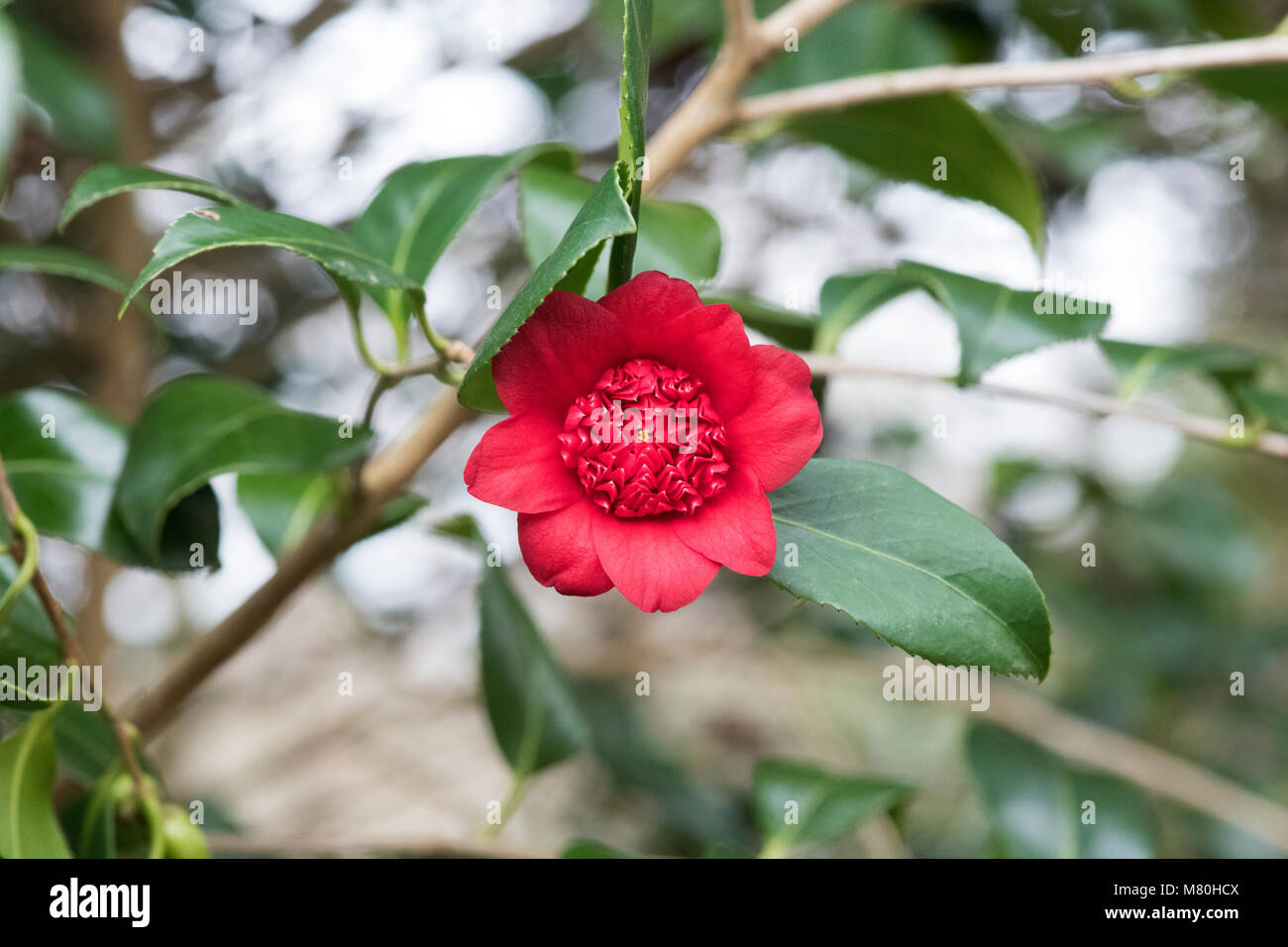 Camellia japonica ‘Bob's tinsie’ flower in march. Bright red, anemone-form double flowers. UK Stock Photo