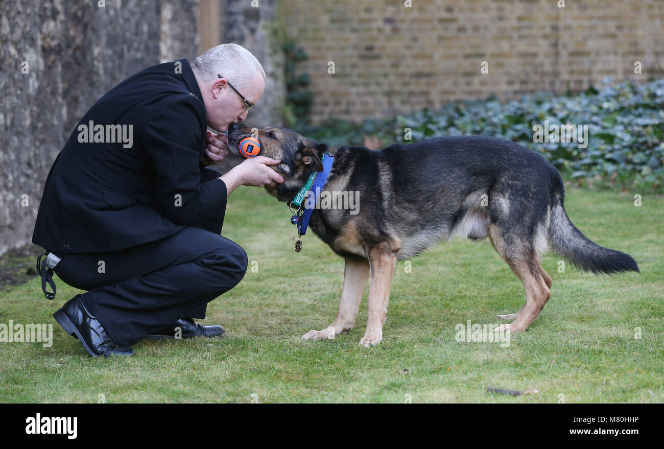 Police dog Finn, which received the PDSA Gold Medal, after being brutally stabbed in the line of duty, with his handler PC Dave Wardell, at Old Palace Yard, Westminster, London. Stock Photo