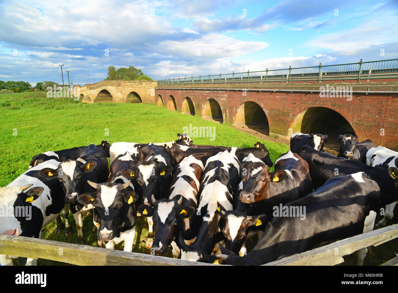 inquisitive fresian cows grazing by grade two * listedbridge crossing the river derwent bubwith yorkshire united kingdom Stock Photo