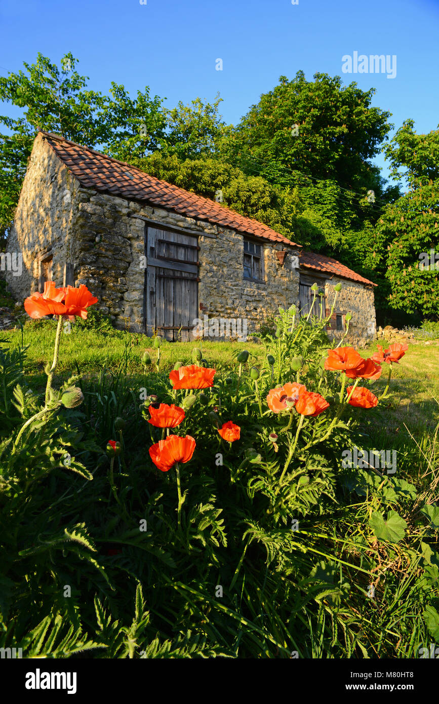 summer poppys in the village of stonegrave yorkshire united kingdom Stock Photo