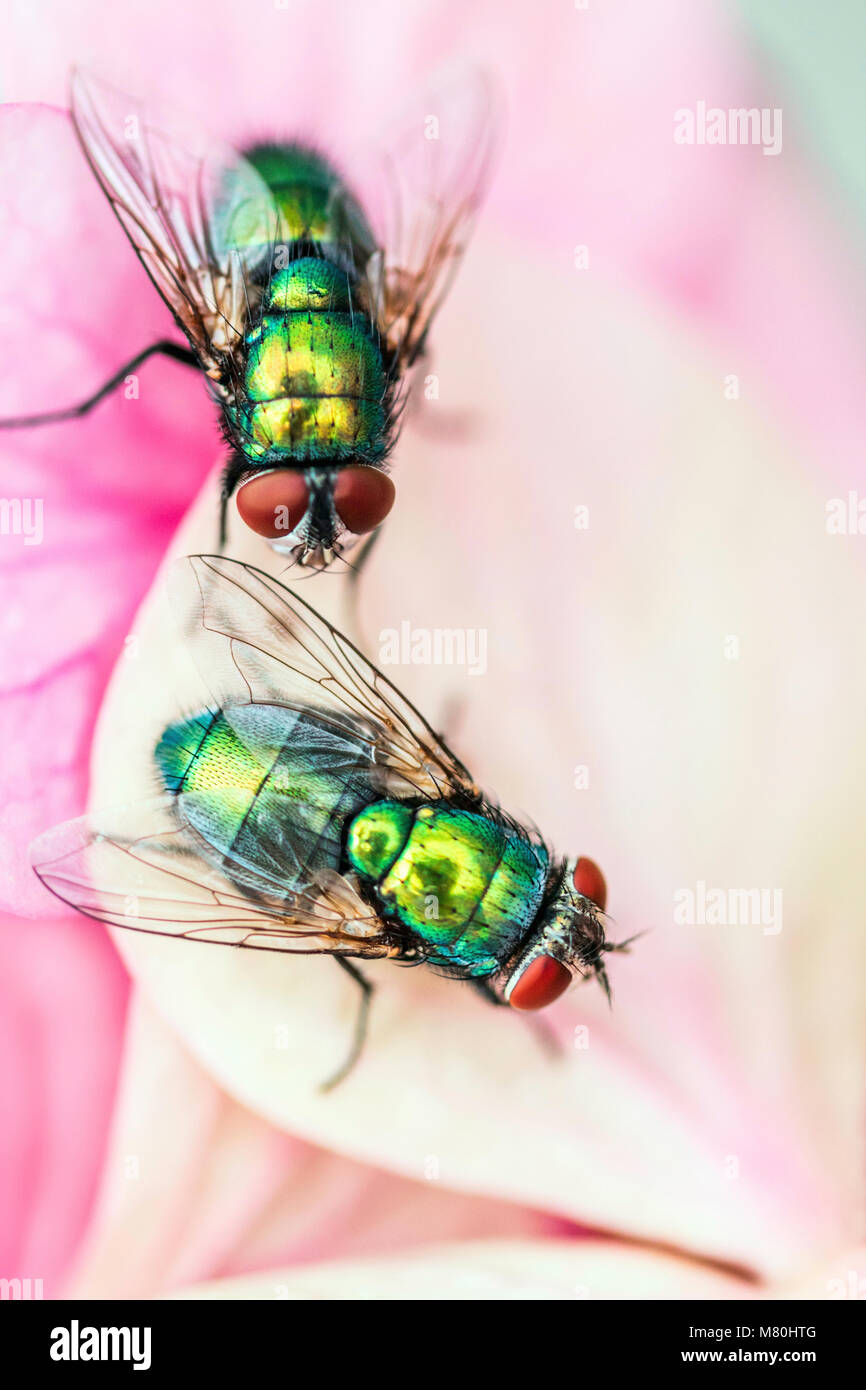 Two green bottle flies with red eyes and bright green thorax scavenging for nectar on pink flower petals in garden Stock Photo