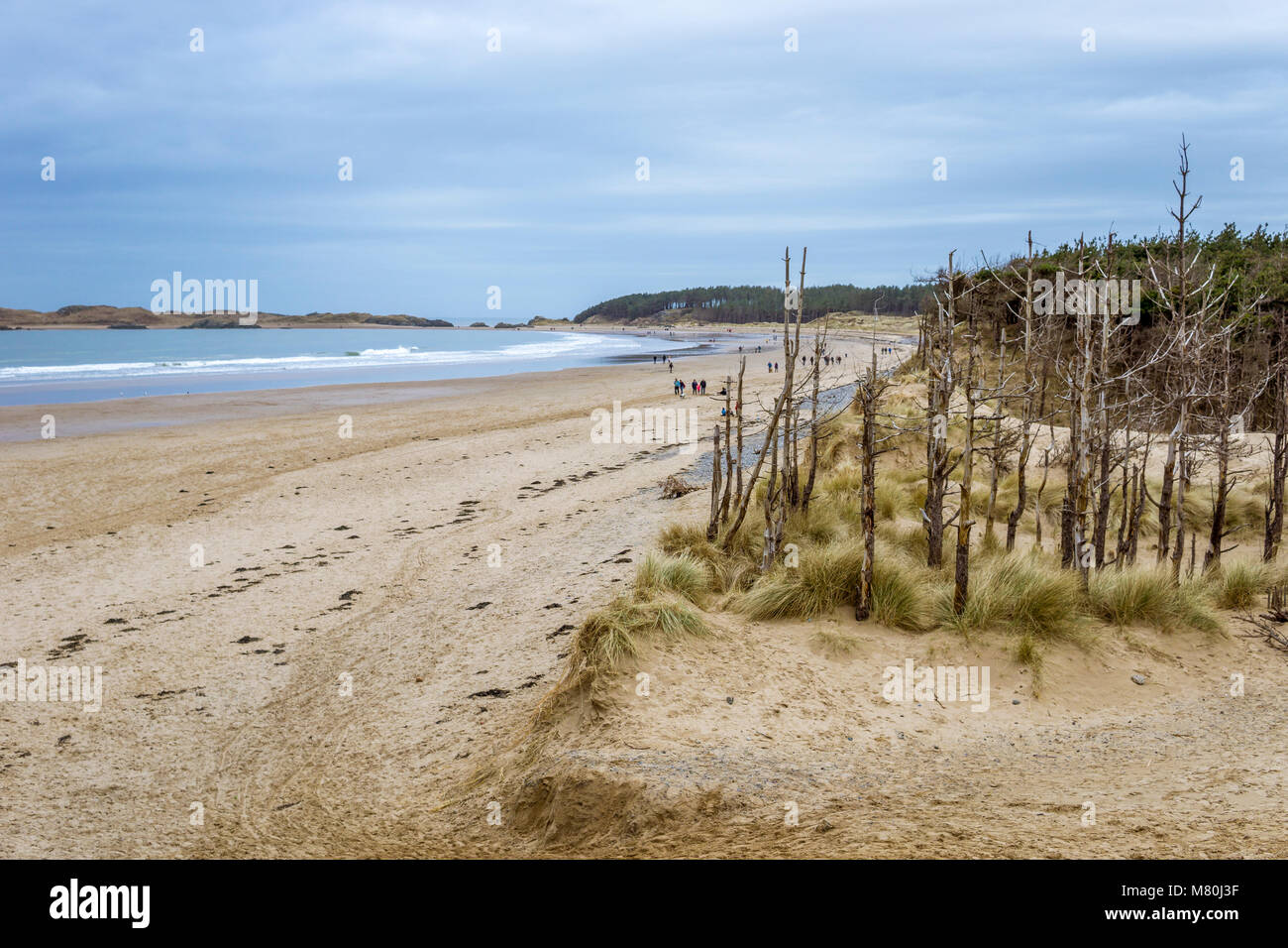 UK, Anglesey, Newborough, 11th March 2018. A view towards Llanddwyn Island with the forest and dead wood trees in the foreground. Stock Photo