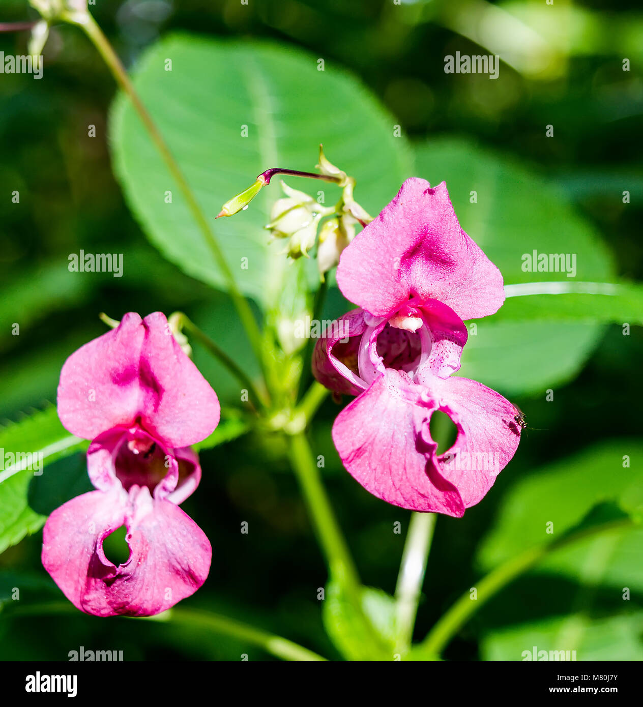 Close-up of pink Himalayan Balsam flowers Stock Photo