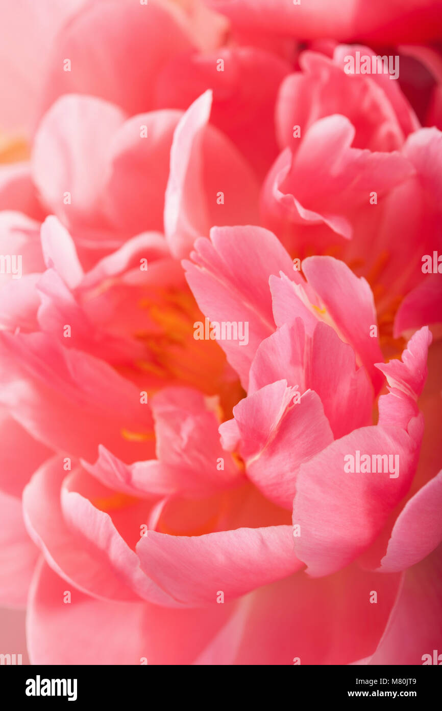 pink peony flower petals closeup background Stock Photo - Alamy