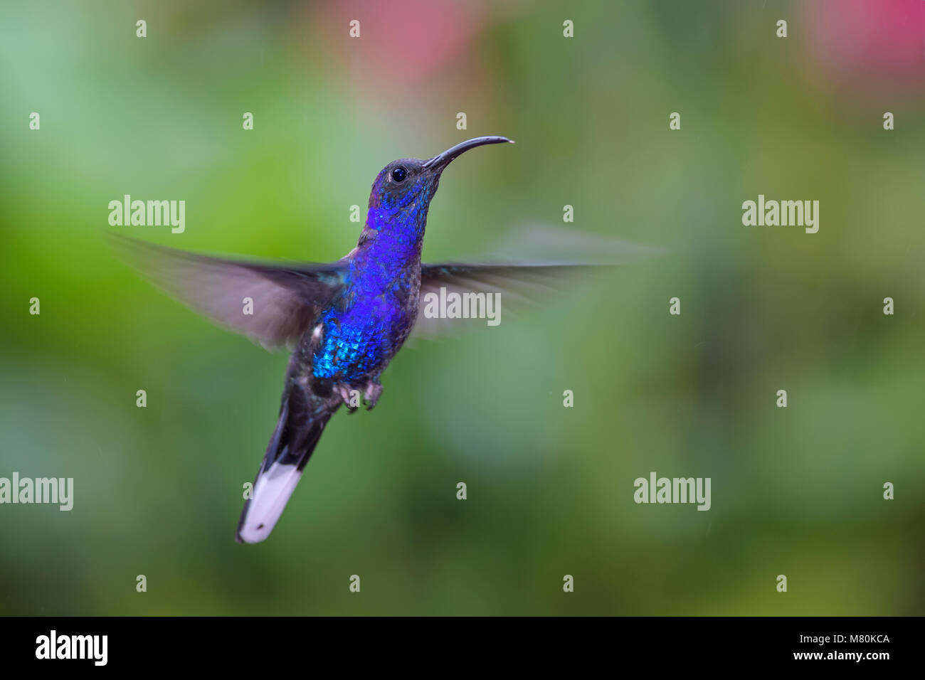 Violet Sabrewing - Campylopterus hemileucurus, beautiful blue hummingbird from Costa Rica La Paz. Stock Photo