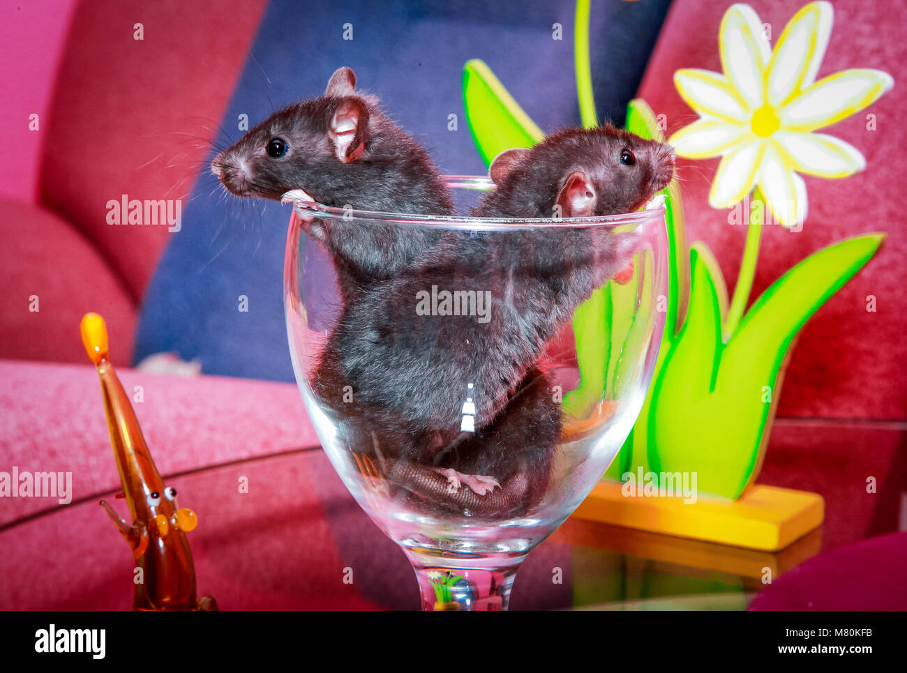 Two cute little rats in a glass in the interior of the apartment. Stock Photo