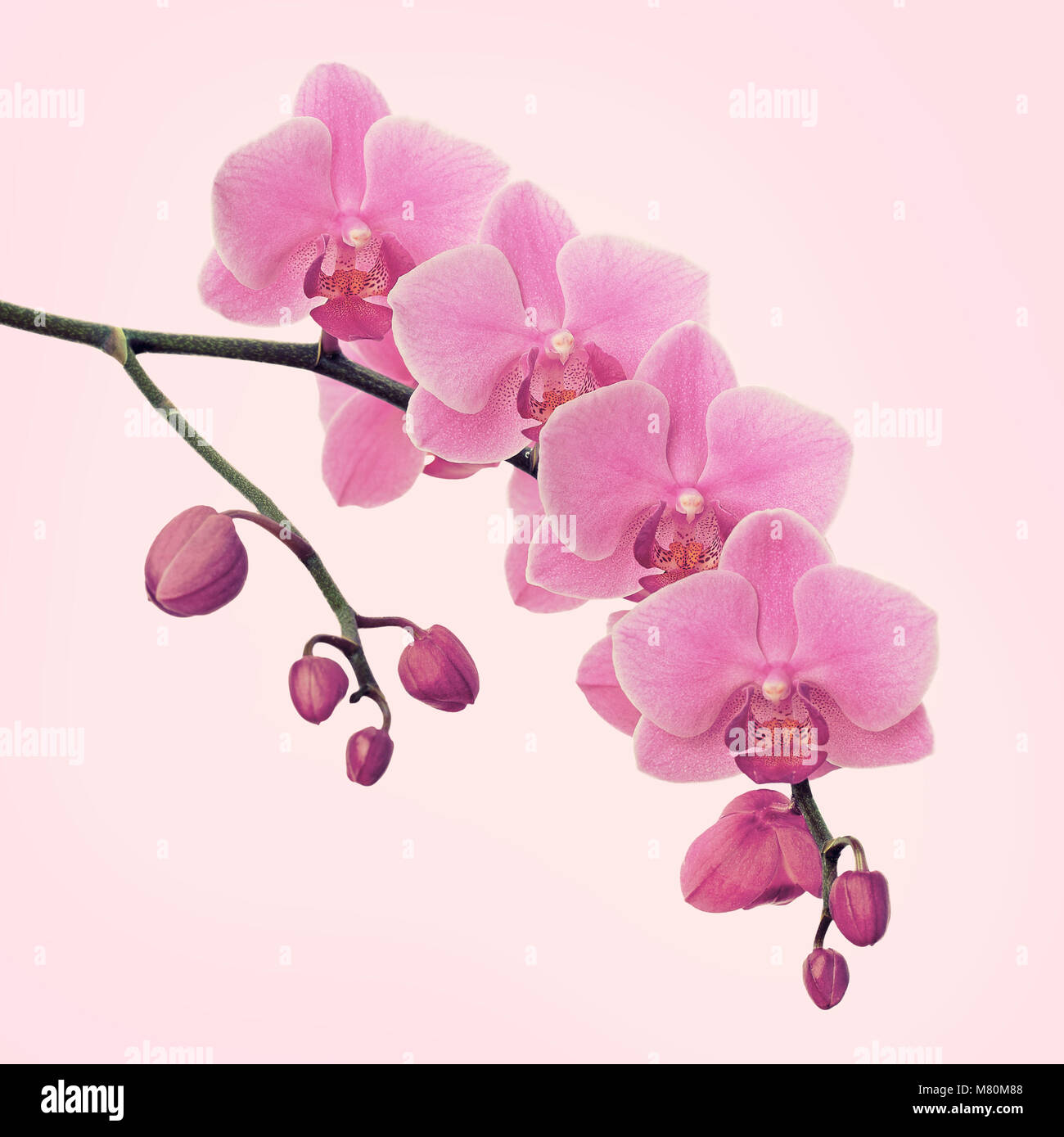 Branch of orchid flowers Stock Photo