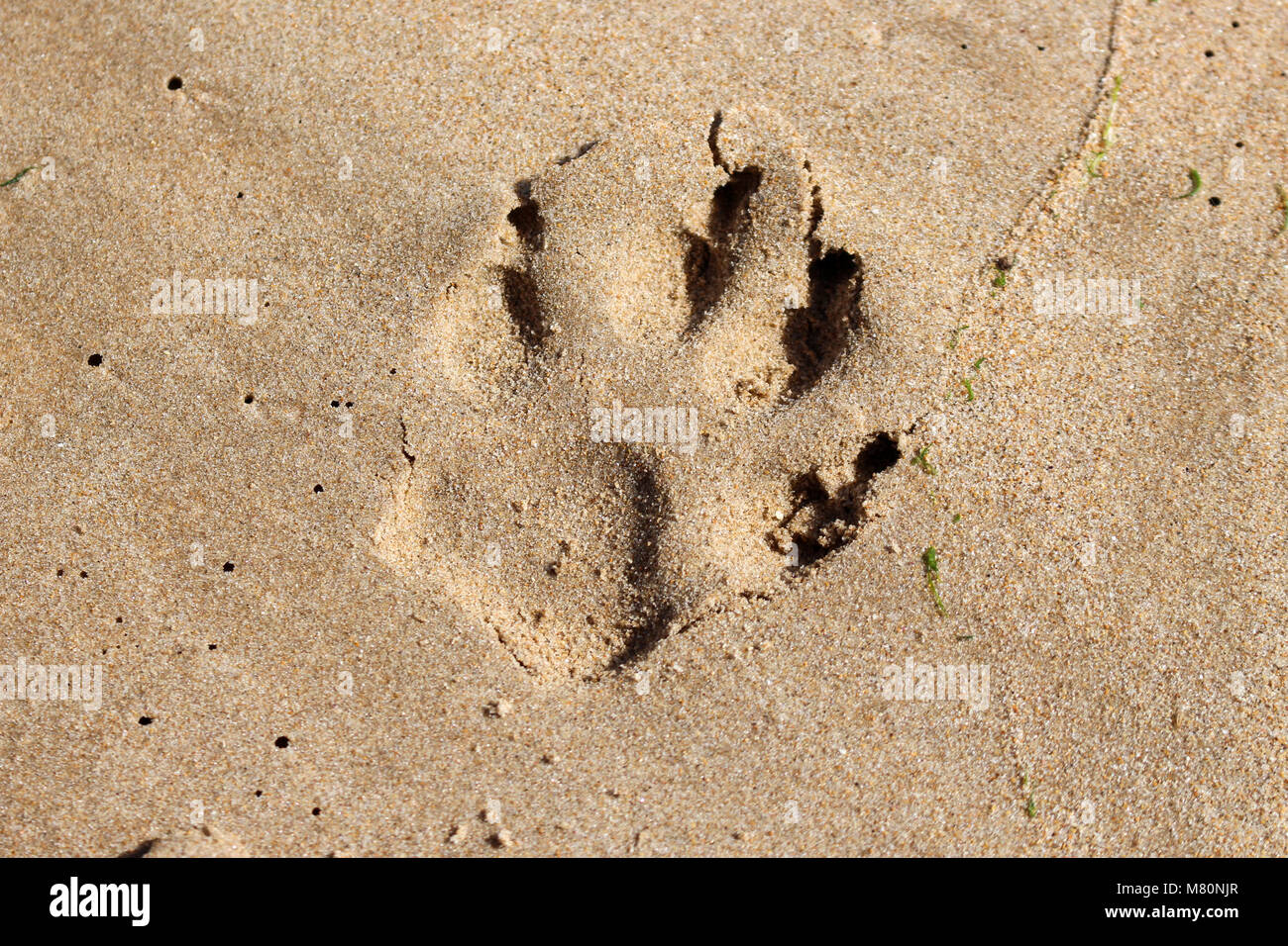 Dog paw print Stock Photo - Alamy