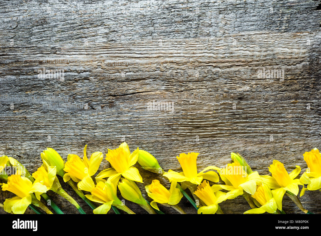 Spring backgrounds, easter card with daffodils on wood Stock Photo