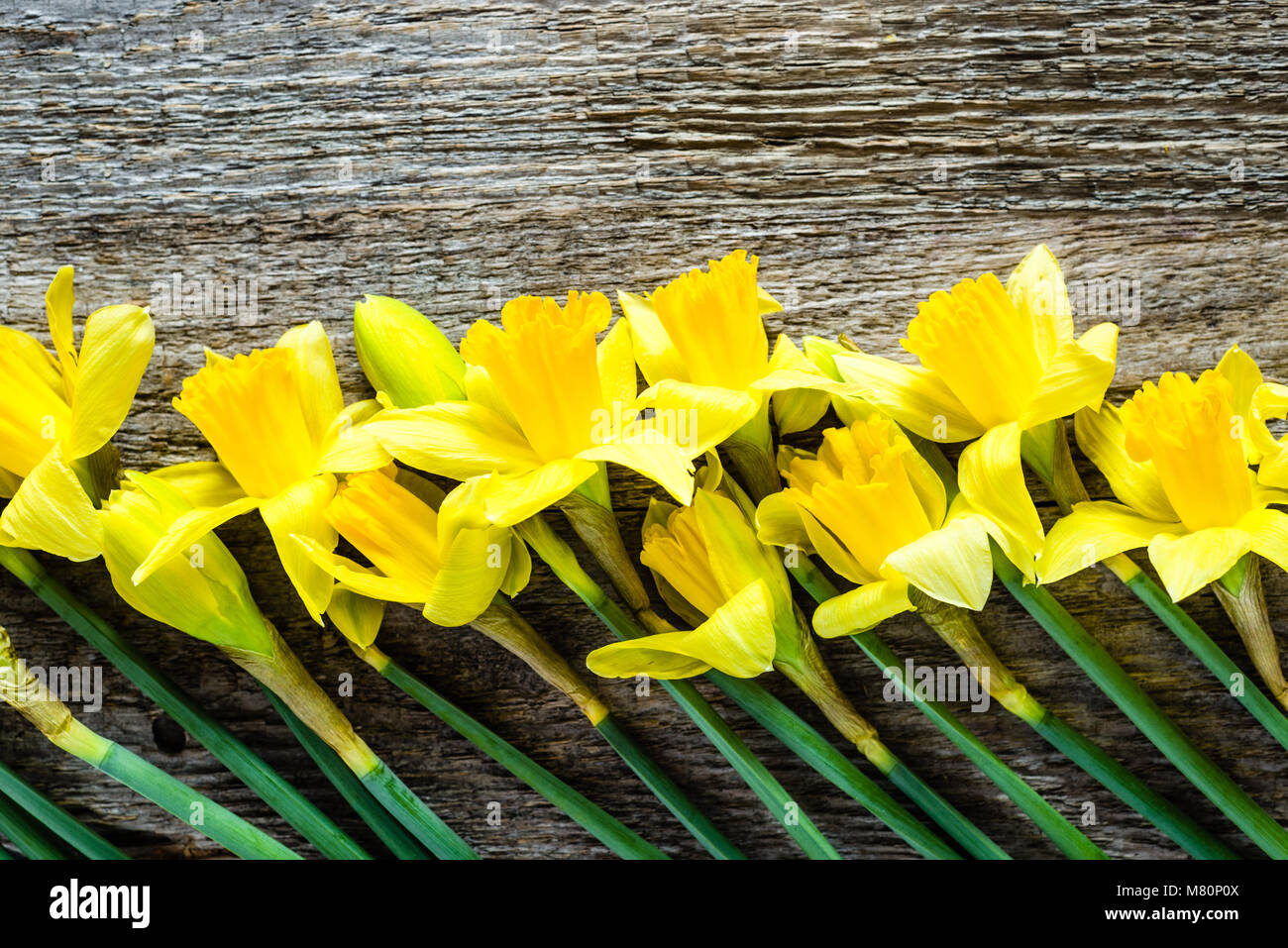 Spring backgrounds, easter card with daffodils on wood Stock Photo