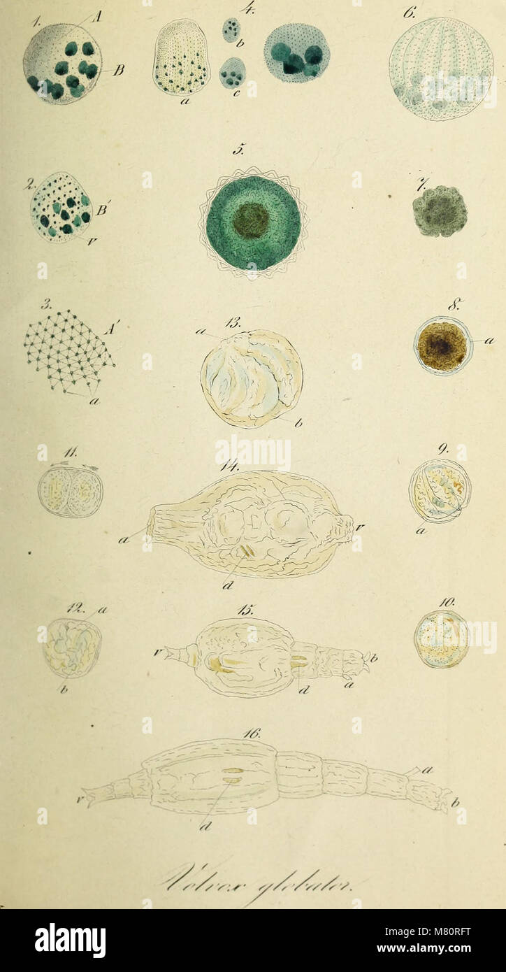 Bulletin de la Société Impériale des Naturalistes de Moscou (1845
