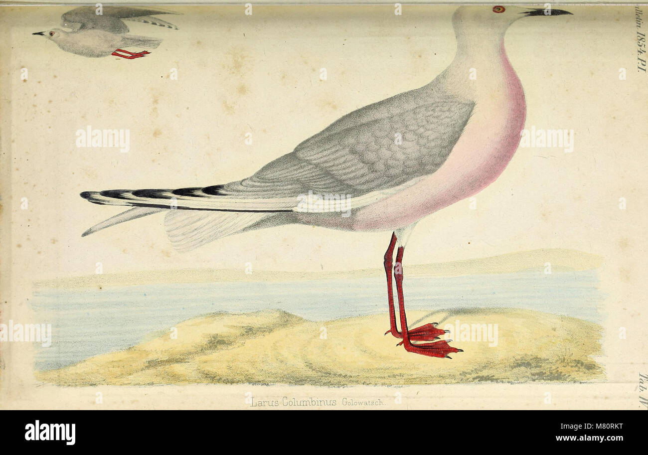 Bulletin de la Société Impériale des Naturalistes de Moscou (1854