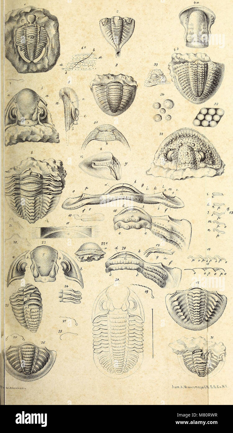 Bulletin de la Société Impériale des Naturalistes de Moscou (1867