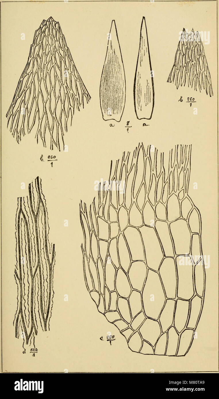 Local Botany The 1866 Bulletin of the Royal Society of Botany of Belgium includes ...