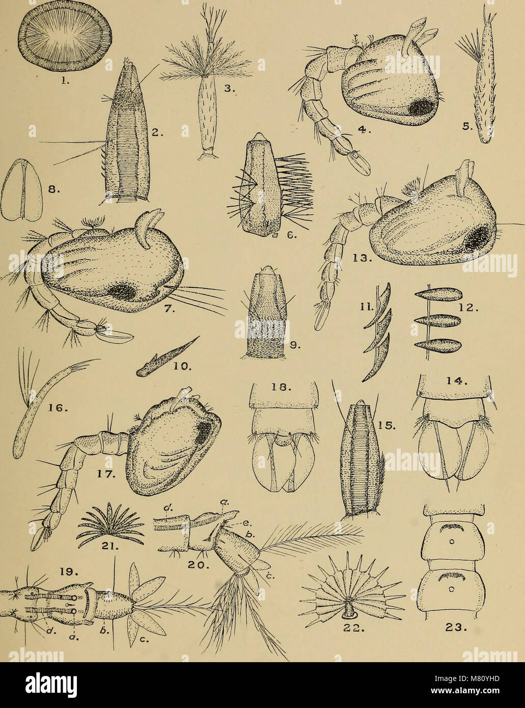 Insect Journal The Bulletin of Entomological Research (1910) is a scientific journal ...