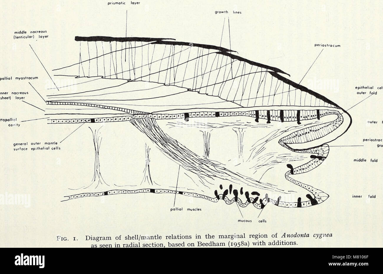 Bulletin of the British Museum (Natural History). Zoology . Supplement