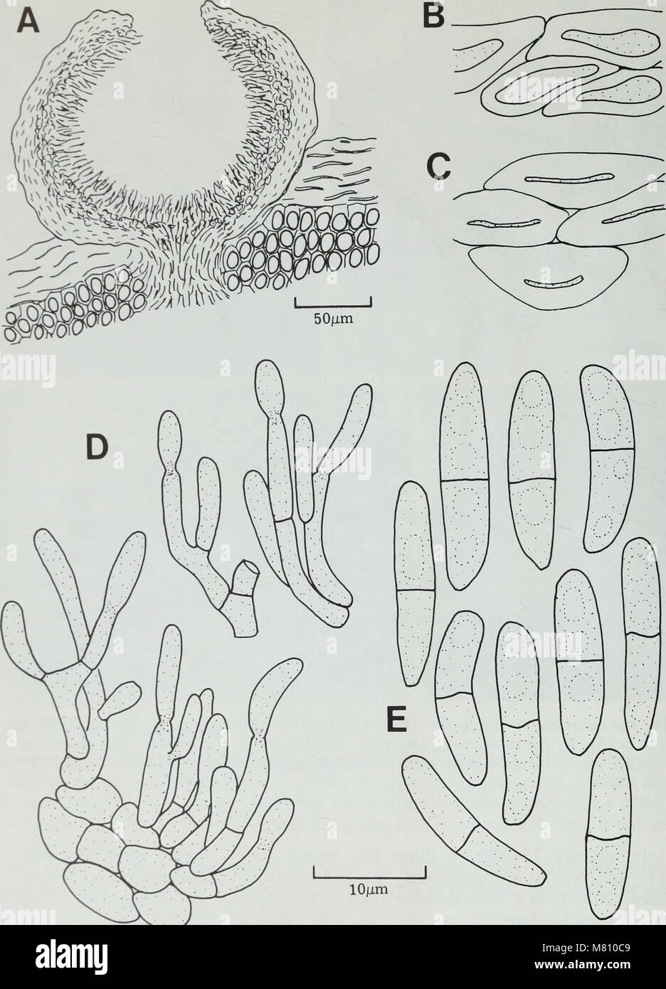 Bulletin of the British Museum (Natural History) (1981) (20449822671) Stock Photo