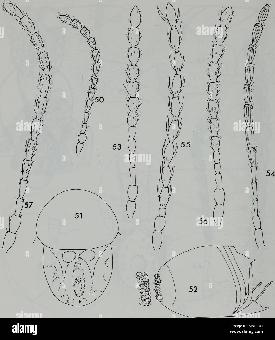 Bulletin of the British Museum (Natural History) Entomology (1987-88