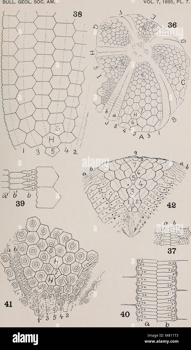 Bulletin of the Geological Society of America (1895) (20451274455 Stock ...