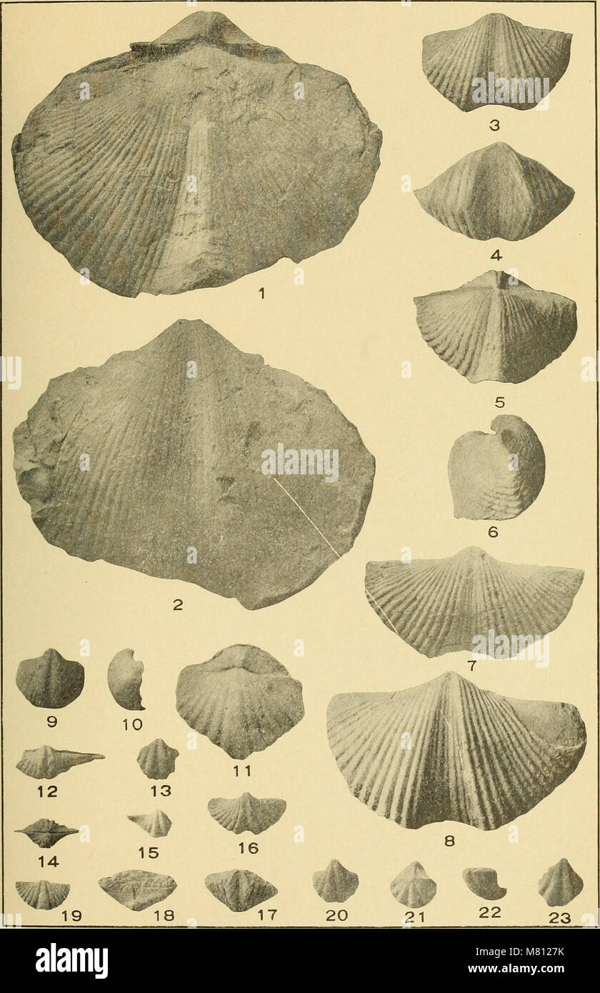 Bulletin of the Geological Society of America (1909) (20424602636 Stock ...
