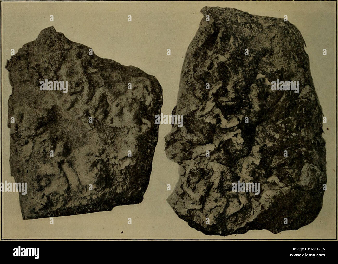 Bulletin of the Geological Society of America (1918) (20423956146 Stock ...