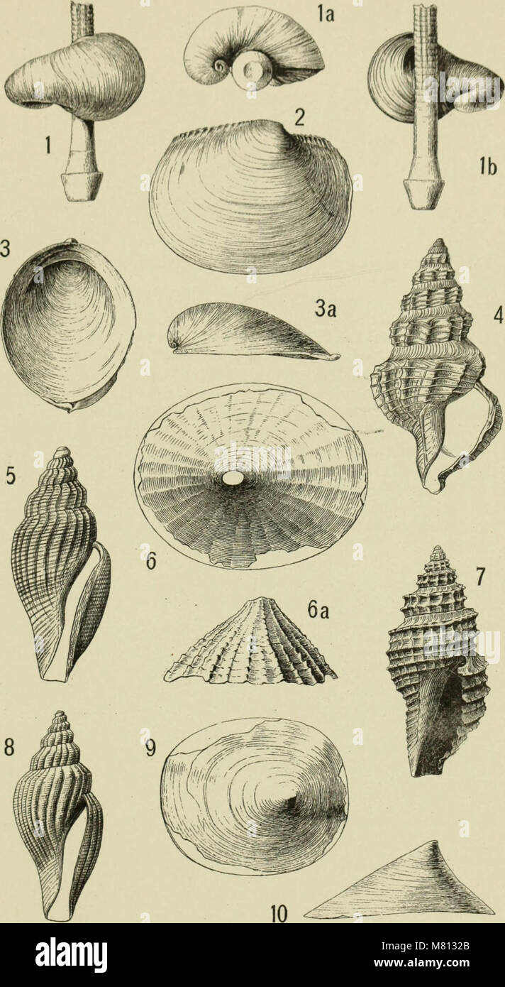 Various evolutionary traits hi-res stock photography and images - Alamy