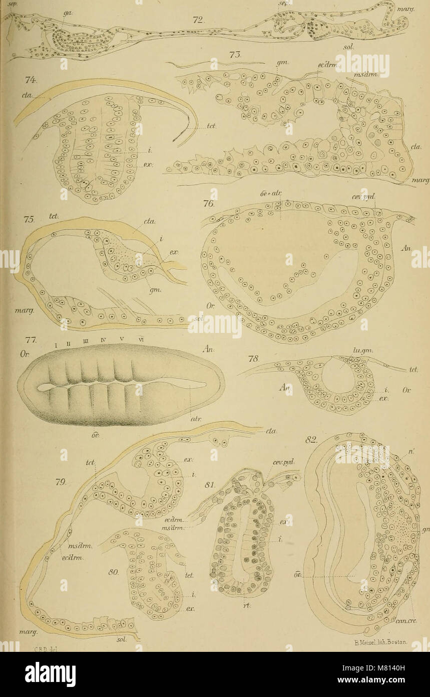 Bulletin Of The Museum Of Comparative Zoology At Harvard College (1891 ...