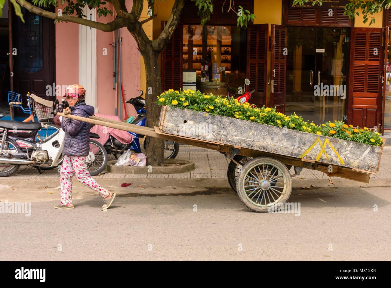 A small woman pulls a large handcart containing 'lucky' yellow chrysanthemums to celebrate the Chinese Lunar New Year in Hoi An, Vietnam Stock Photo