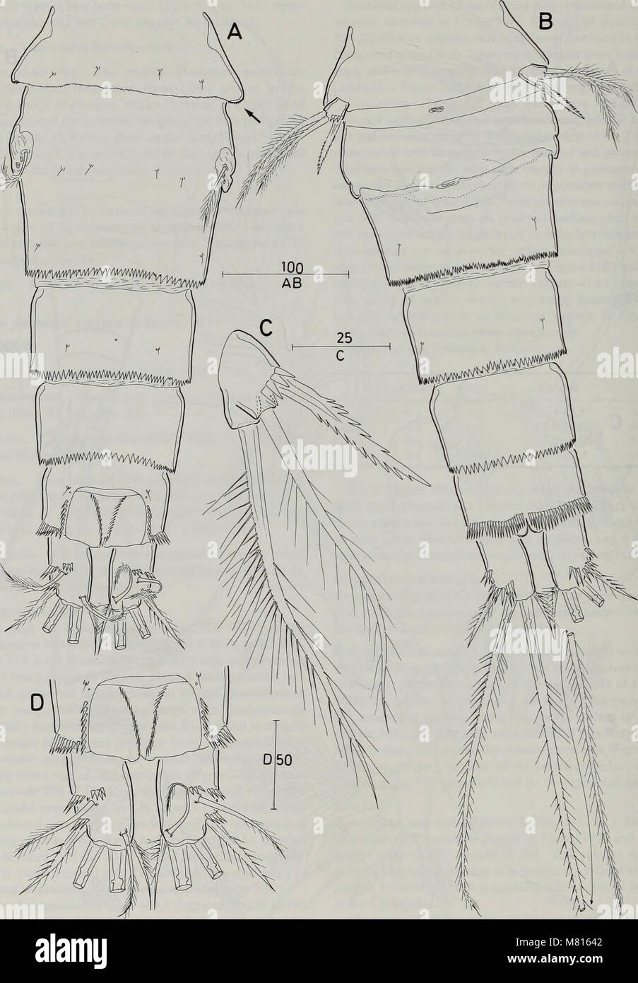 Bulletin of the Natural History Museum Zoology (1998) (20307036128