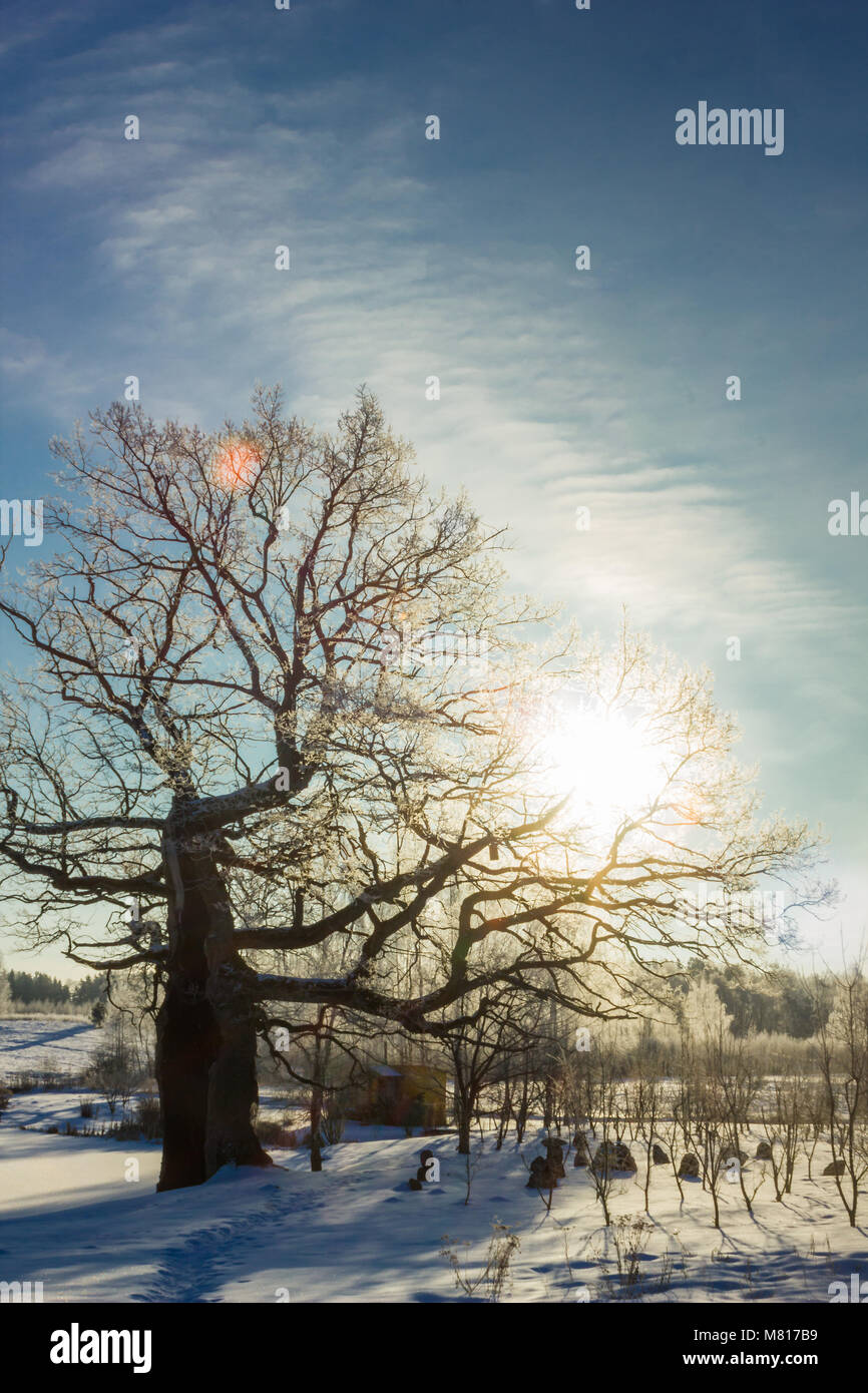 Lonely Standing Tree in a Winter Day With a Little Snow on It and a ...