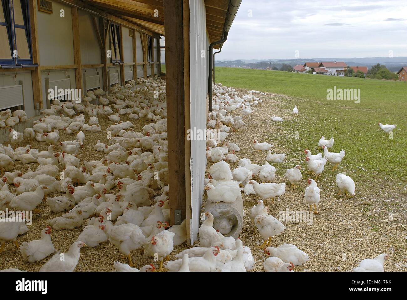 Free range broiler house hi-res stock photography and images