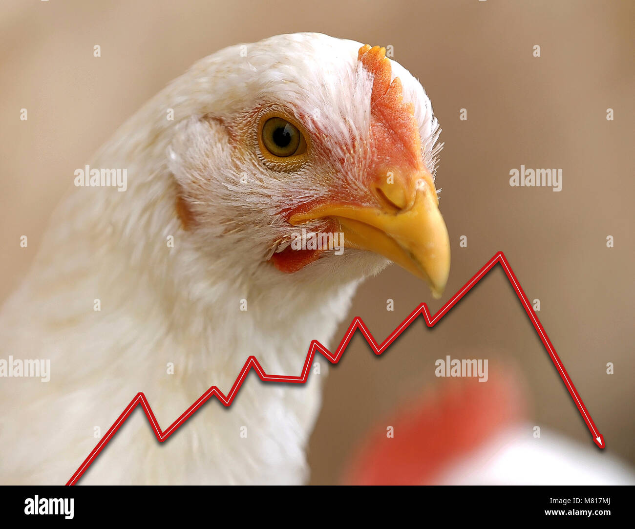 Broiler price 1 Stock Photo Alamy