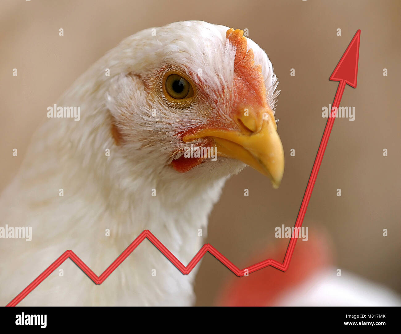 Broiler houses hires stock photography and images Alamy