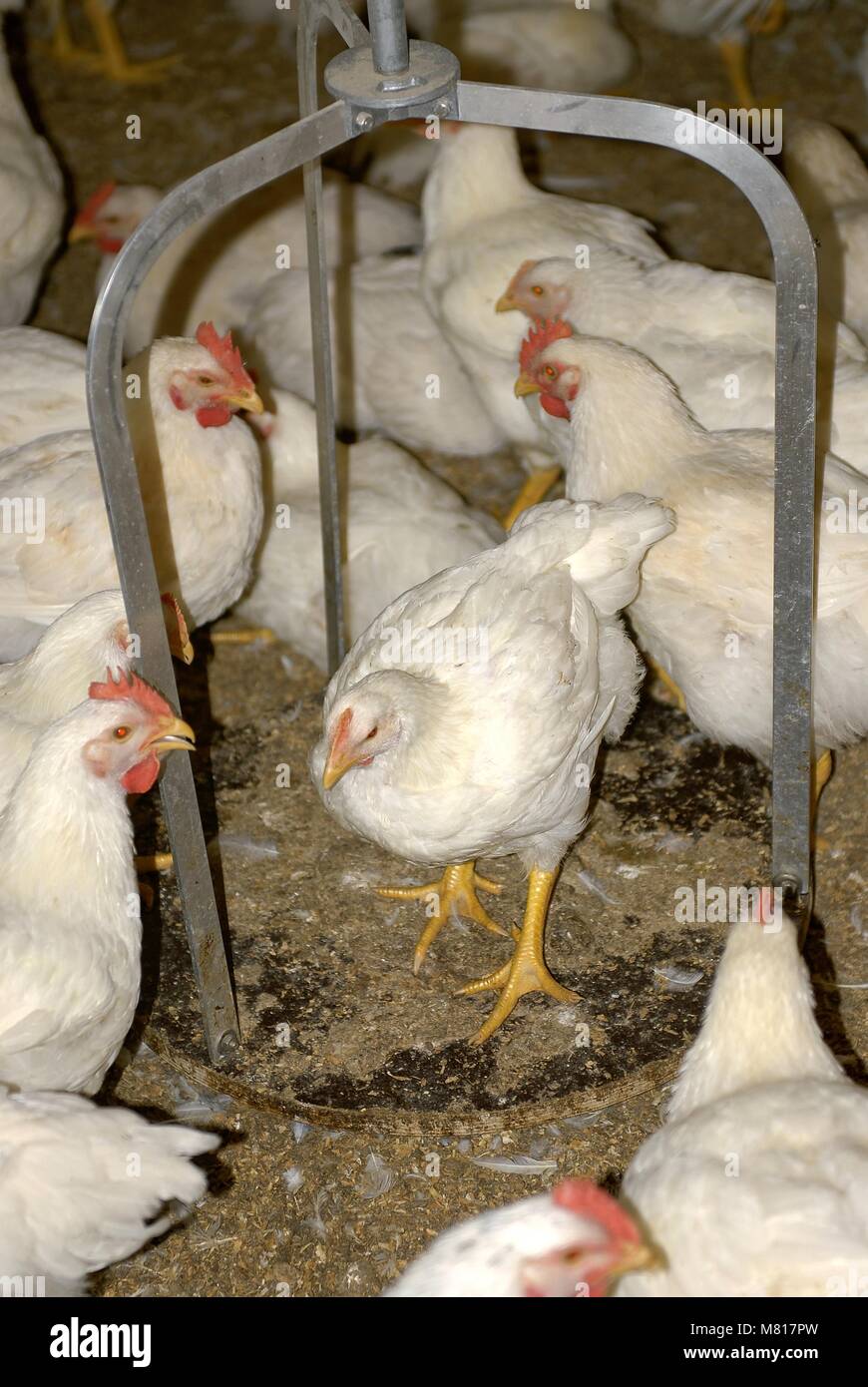 Broiler weighing hires stock photography and images Alamy