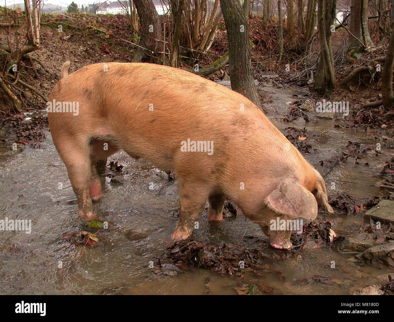 Capybara grazing hi-res stock photography and images - Alamy