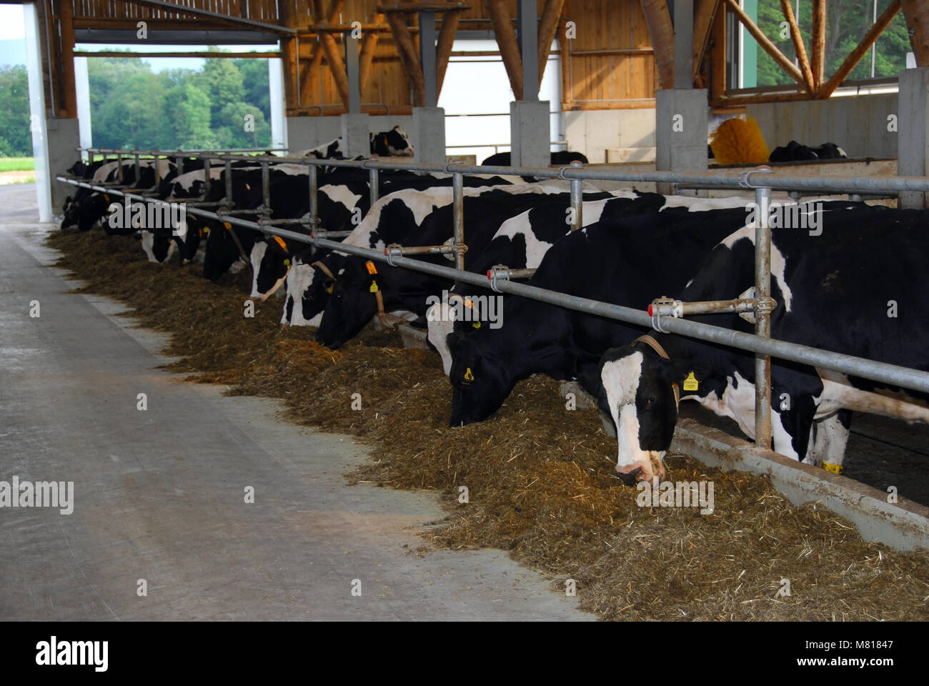 cattle barn inside 15 Stock Photo