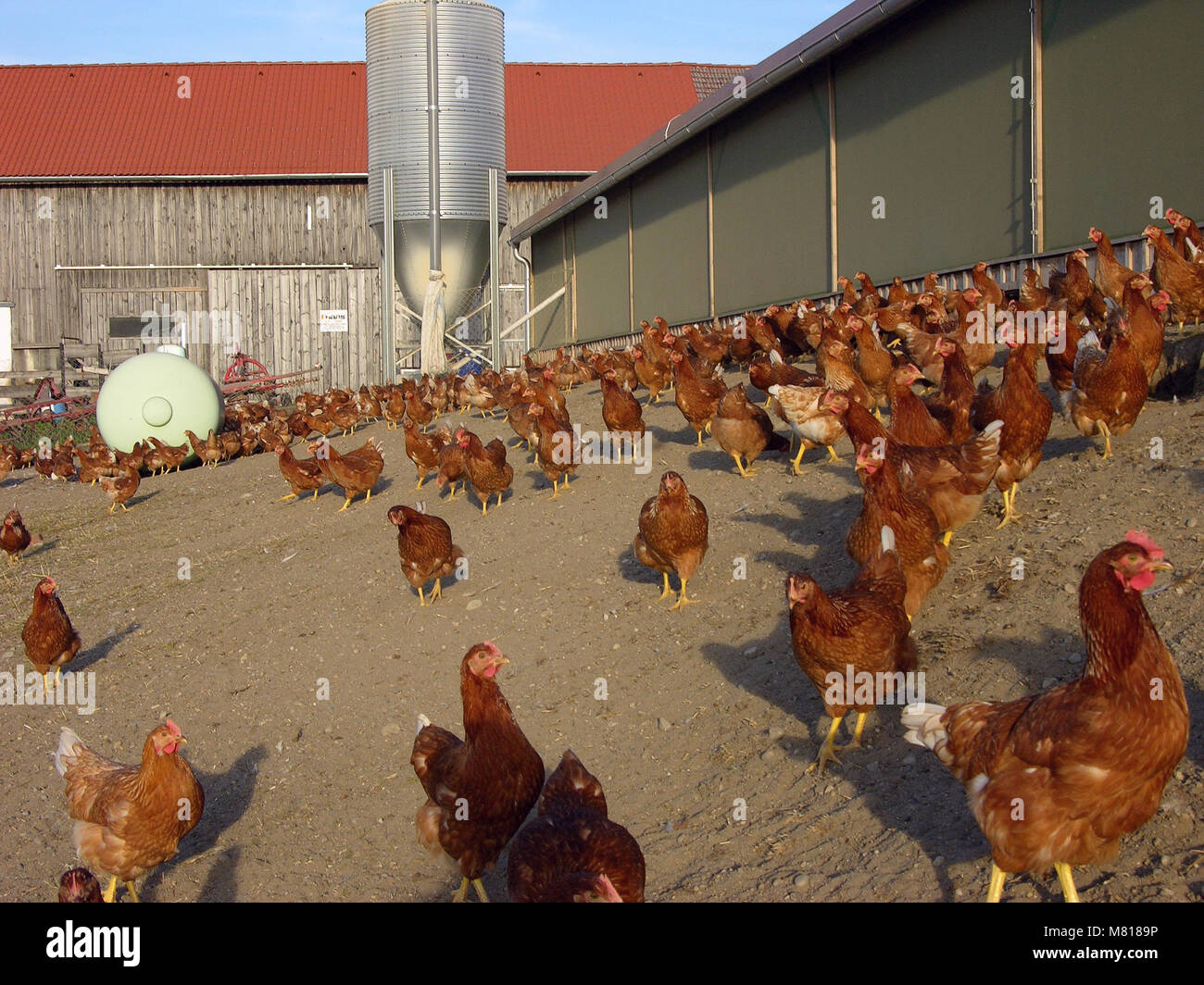 Chicken pasture 37 Stock Photo Alamy