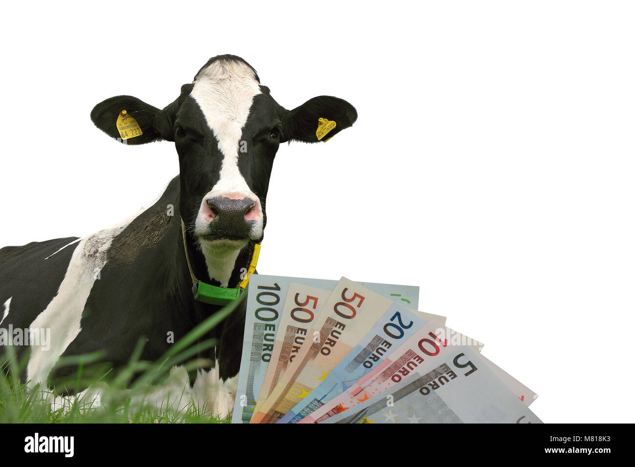 Dairy cow price 1 Stock Photo Alamy
