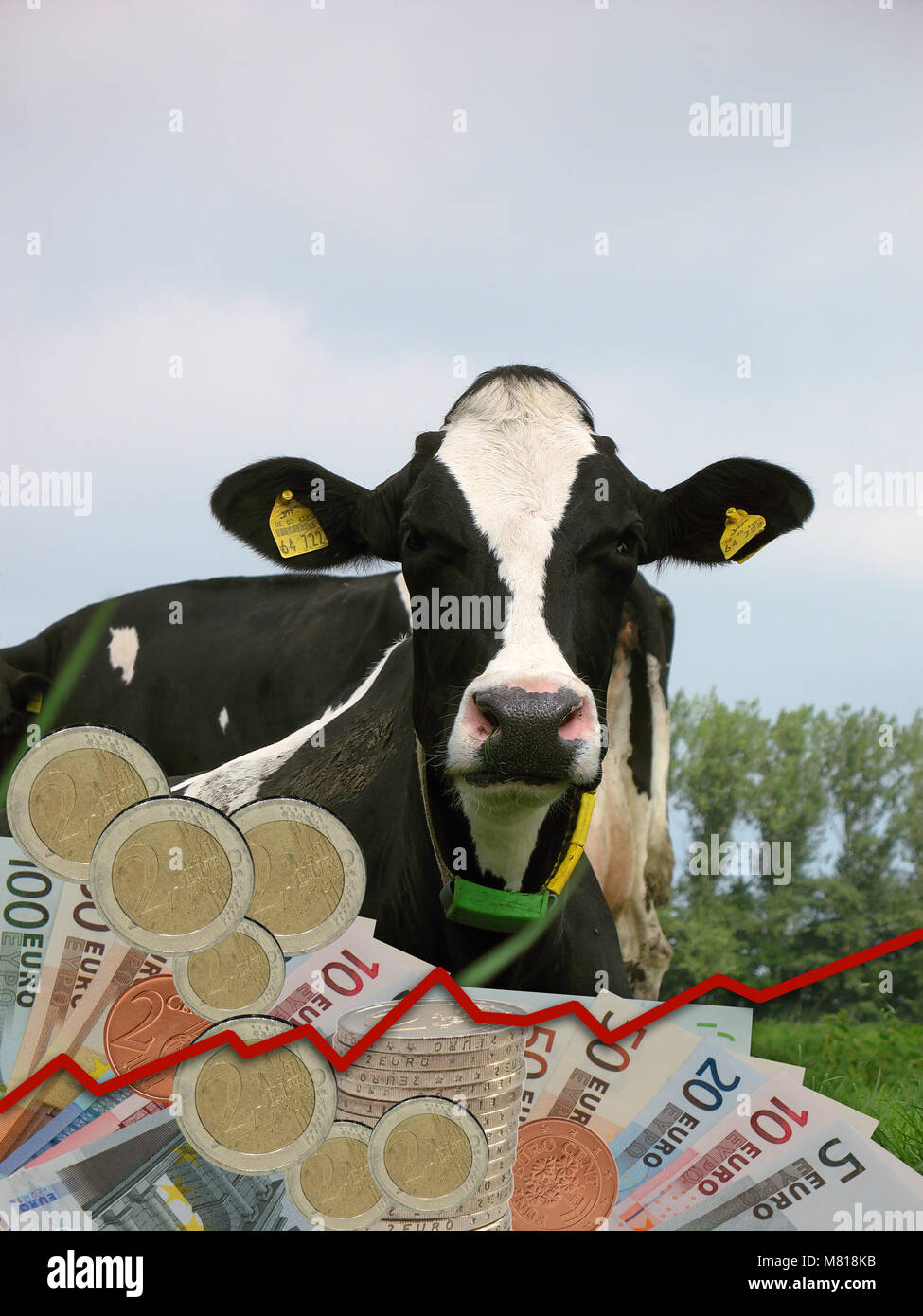Dairy cow price 2 Stock Photo Alamy