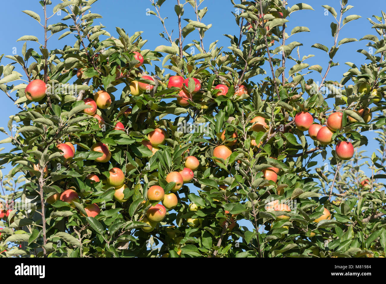 Apple tree in orchard, Lower Moutere, Tasman District, New Zealand Stock Photo