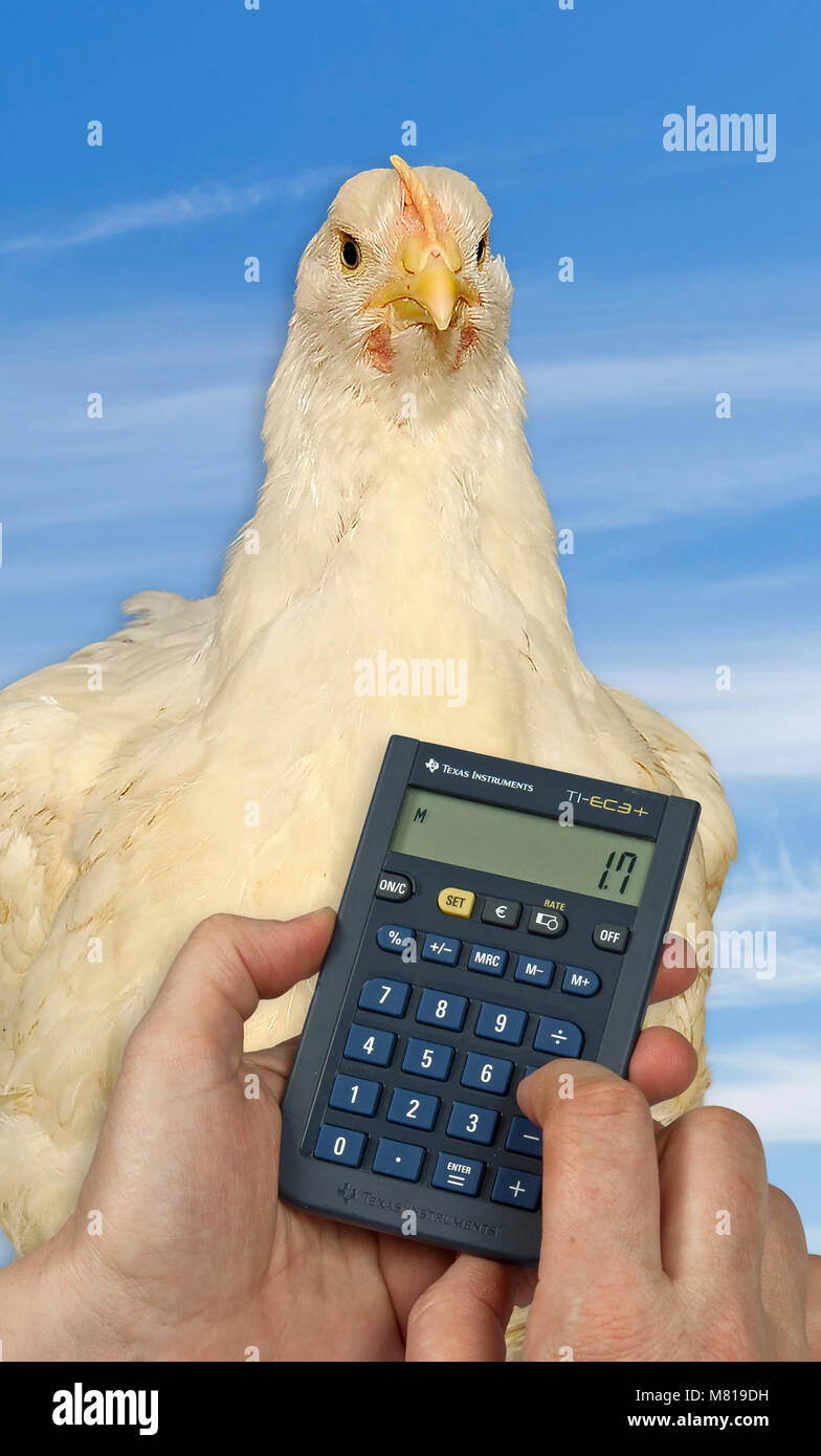 Fattening chick price 5 Stock Photo