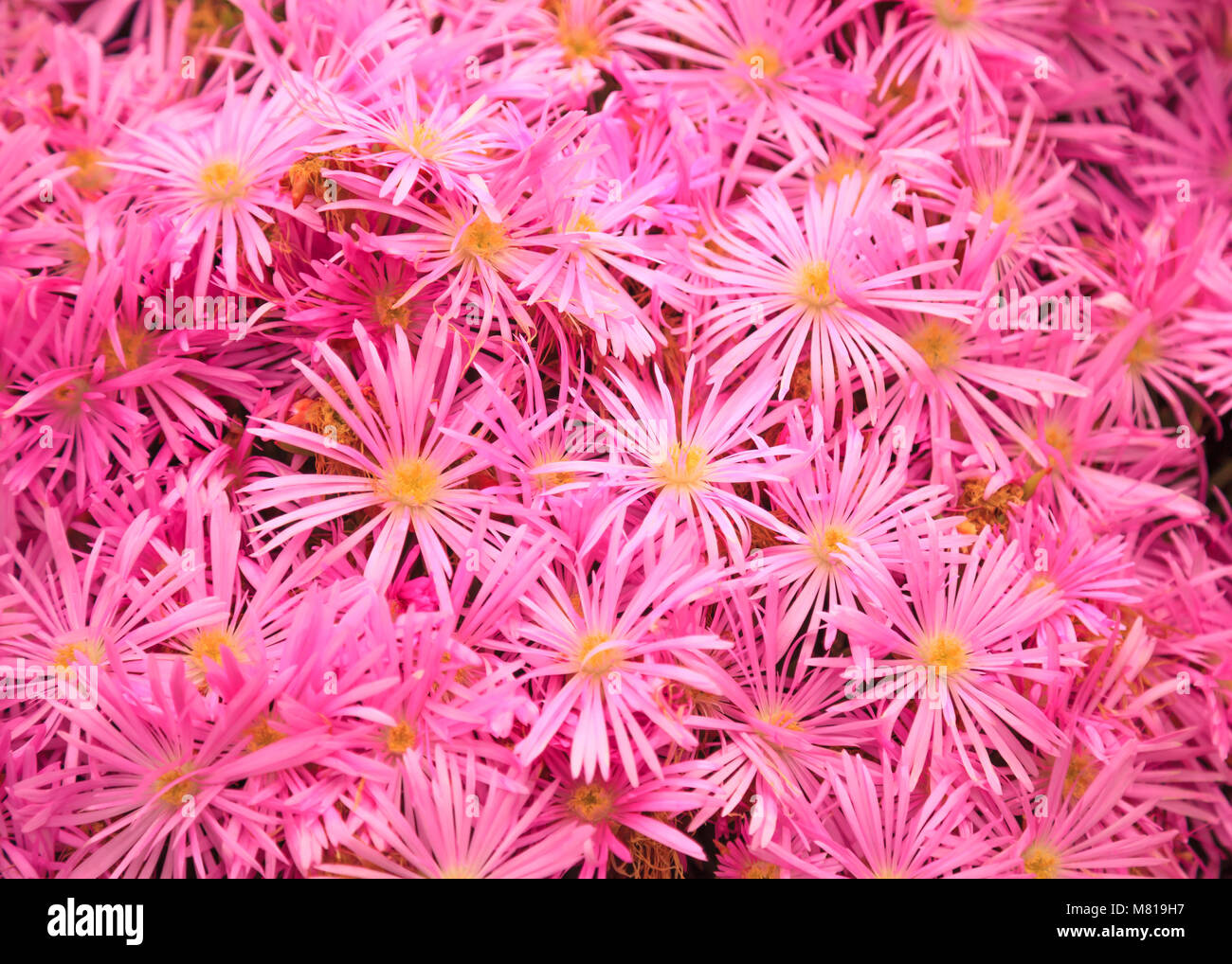 Flowering Plant in Aizoaceae Family: Pink Livingstone Daisies or Buck Bay vygies, Ice Plant or carpet weed, and Ruschieaes Flowers. Colorful Blossomin Stock Photo