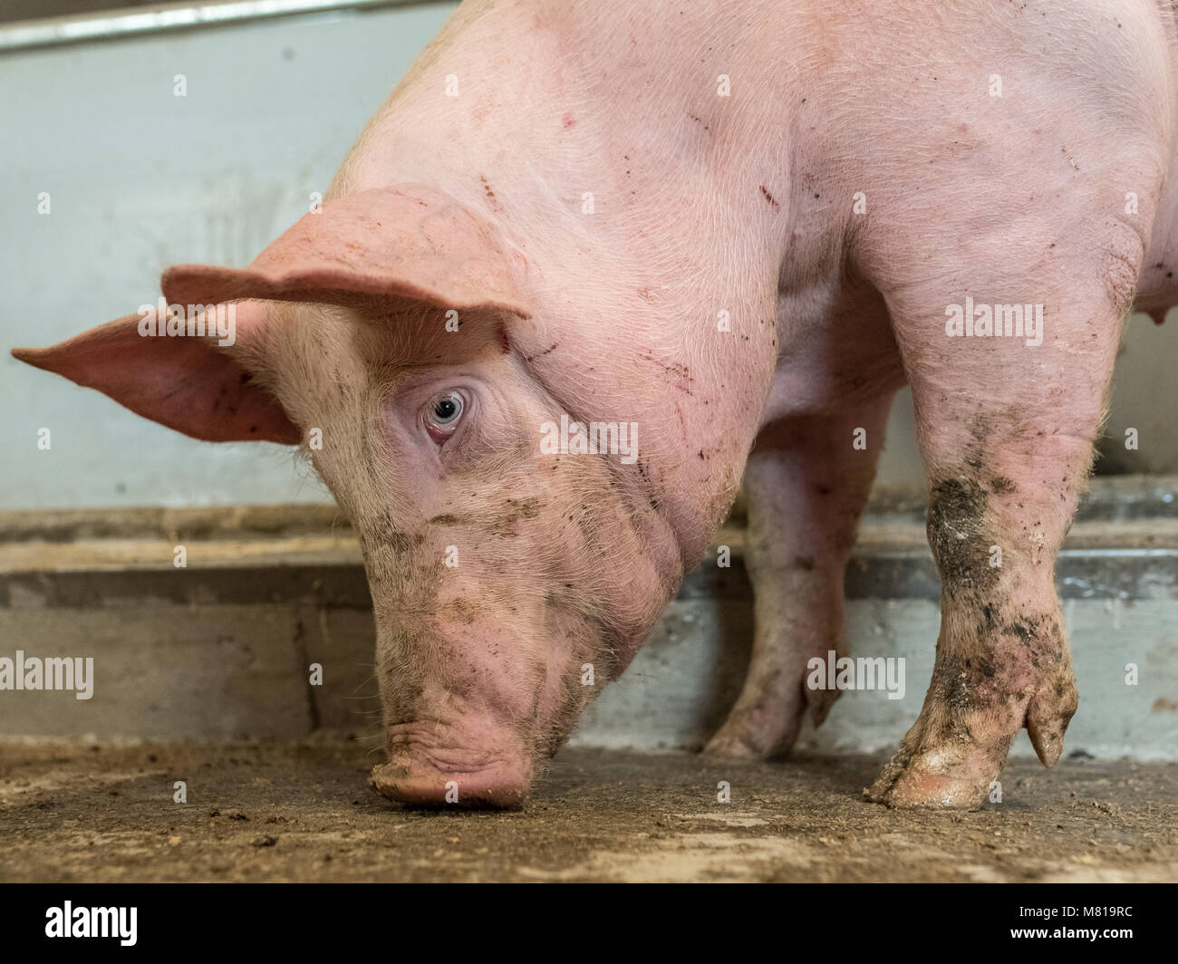 Fattening pig 26 Stock Photo