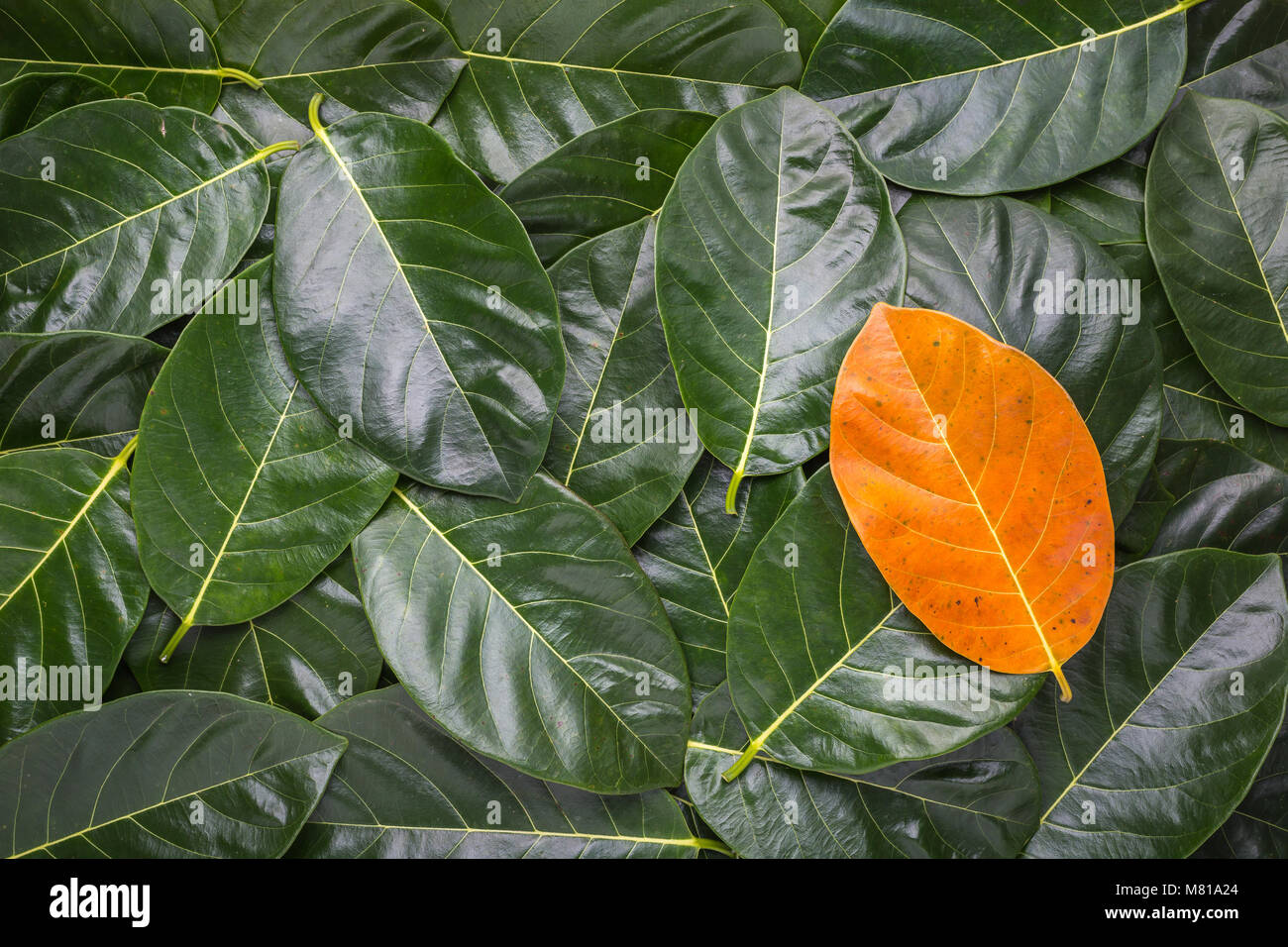Pile of tree leave. Different yellow leave on dark green leaves of the jackfruit tree for texture and background use. For environment changed concept. Stock Photo