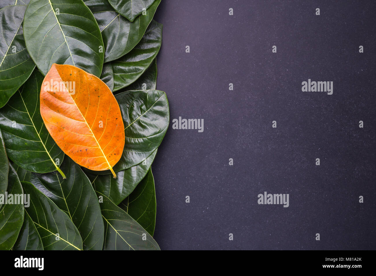 Different color and of the jackfruit tree leaves dark green and yellow