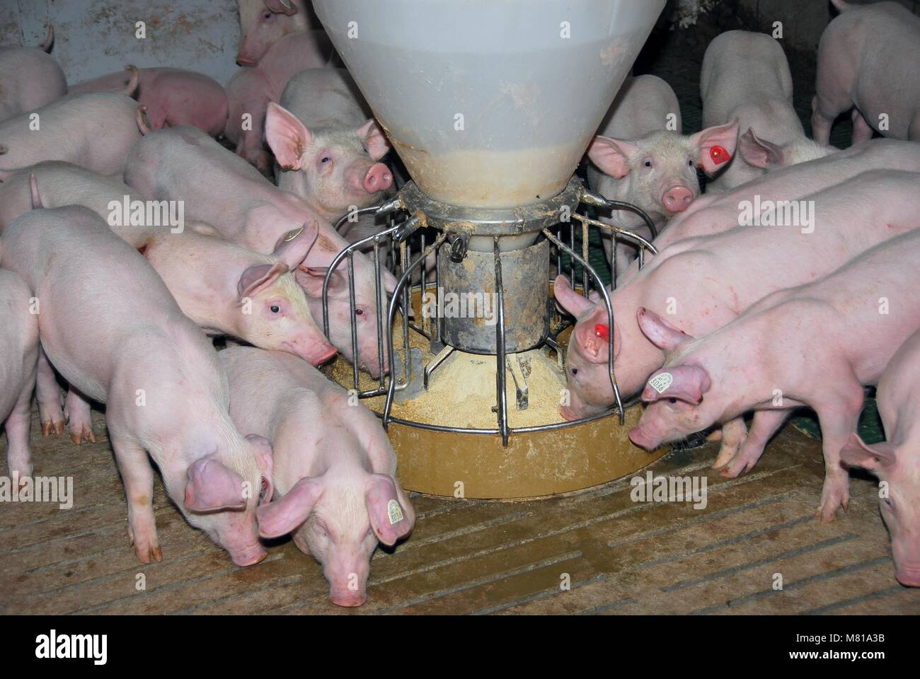 Feeding pigs 10 Stock Photo Alamy